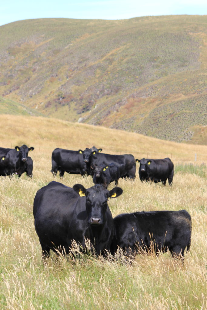 the herd - cows with calves
