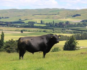 The Pannett family of Hillsprings have an impressive line up of Fossil Creek Angus sires in their bull paddock The Pannett family of Hillsprings have an impressive line up of Fossil Creek Angus sires in their bull paddock