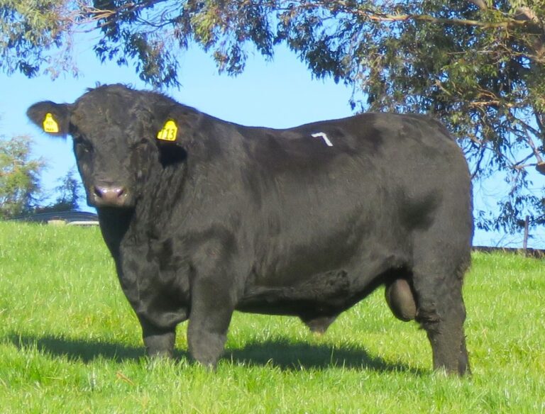 lot-7 Fossil Creek Bull